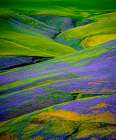 USA-Oregon-Milton-Freewater Fields of vetch Art Print